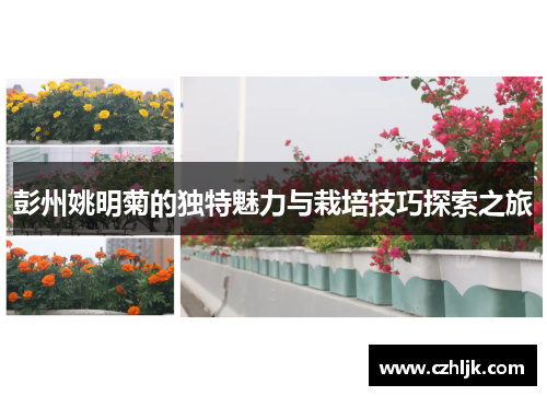 彭州姚明菊的独特魅力与栽培技巧探索之旅